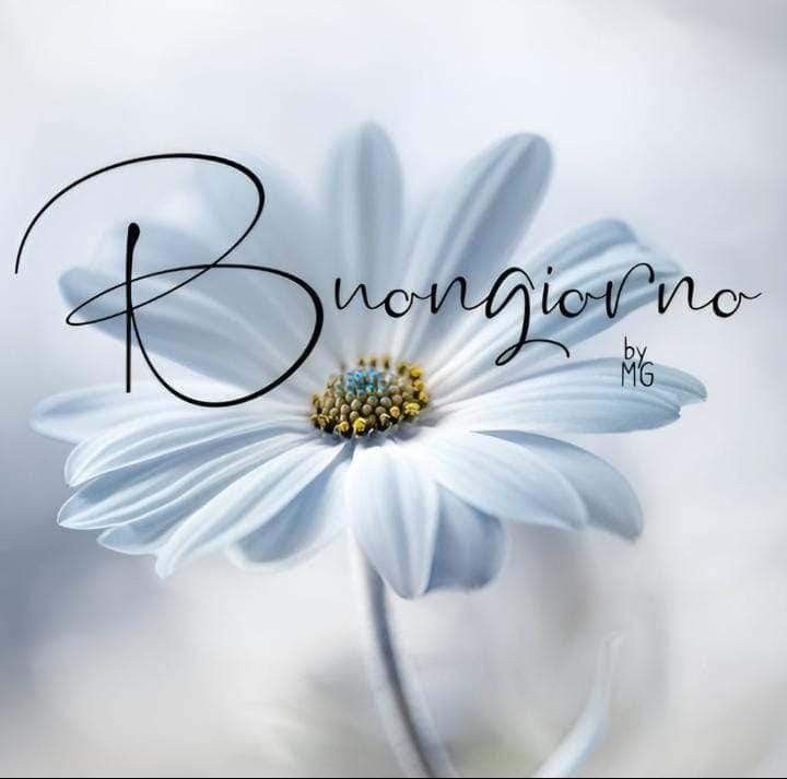 buongiorno buon lunedi e felice settimana