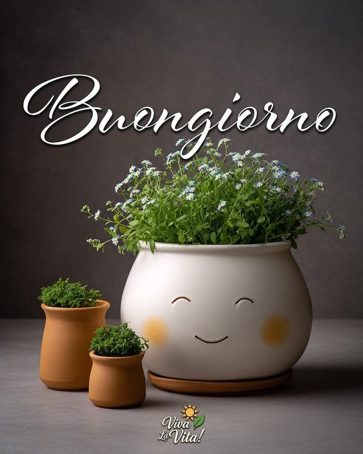buongiorno buon venerdi con gatti