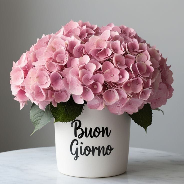 immagini buongiorno buona domenica